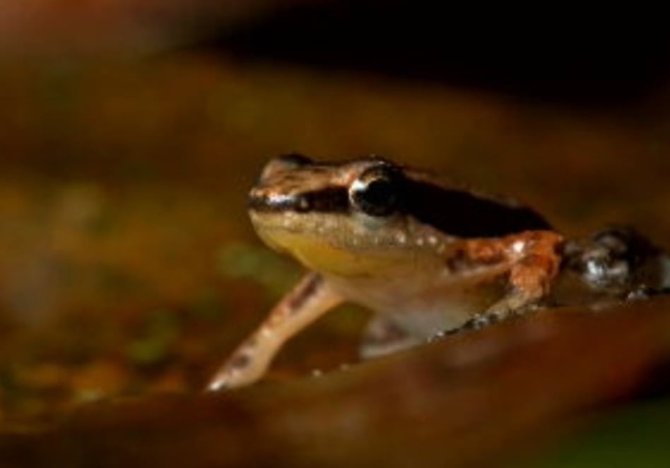 Desde então, o foguetinho só foi visto em oito cidades. A mais recente é Pirenópolis, onde uma equipe do Instituto Boitatá viu o sapo e registrou sua presença. Reprodução: Flipar