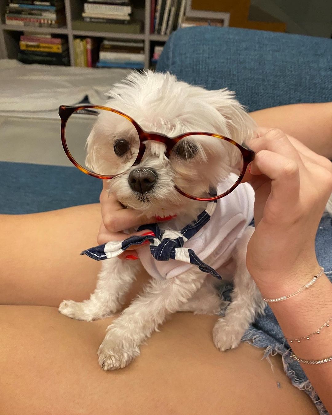 Sushi, cão falecido de Claudia Raia Instagram/@claudiaraia - 17.04.2024