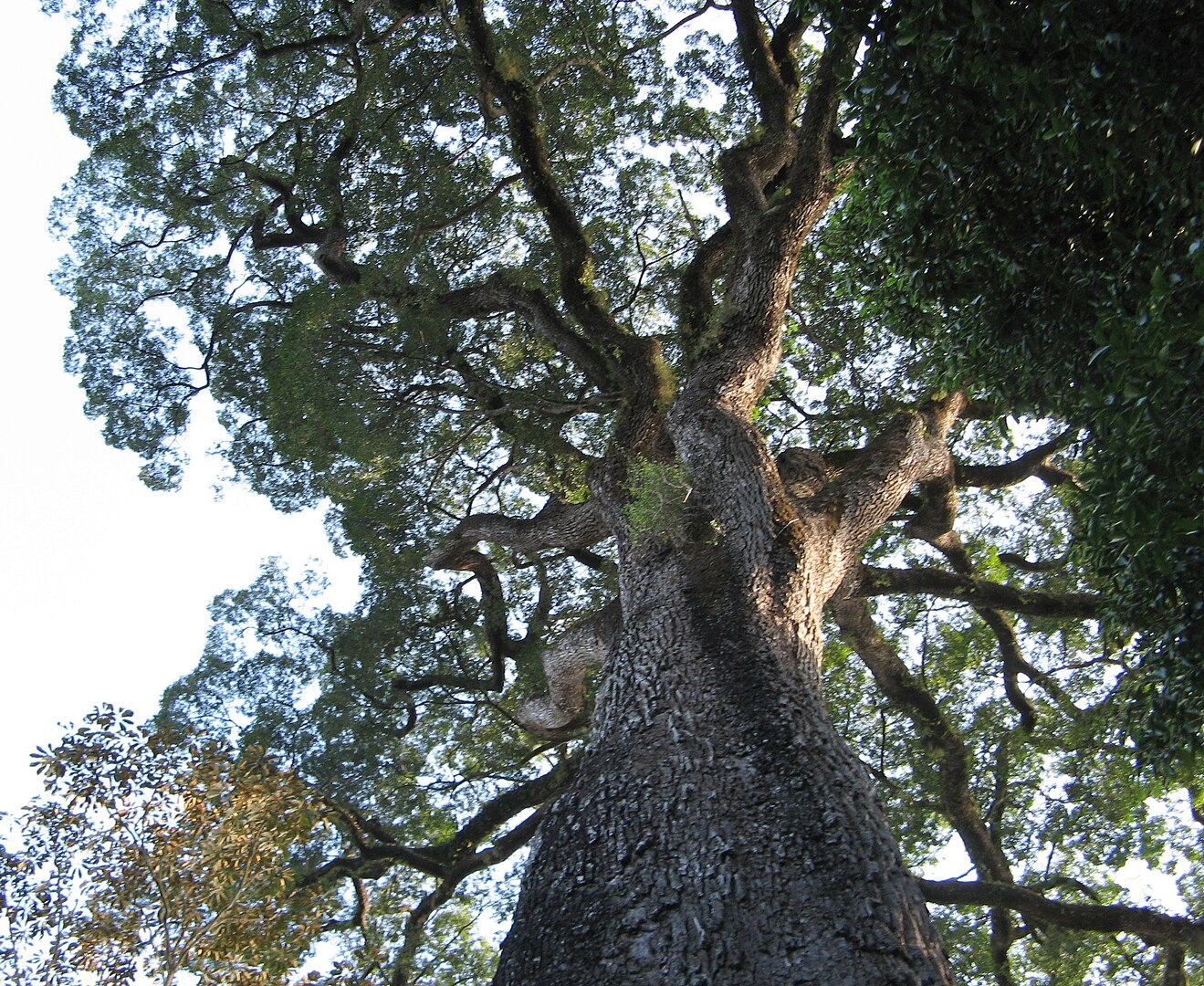 Uma curiosidade é que um jequitibá-rosa no Parque Estadual do Vassununga, em Santa Rita do Passa Quatro, em São Paulo, é considerada uma das árvores mais antigas do mundo, com idade estimada em 3 mil anos. Reprodução: Flipar