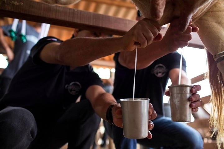 O segredo do Queijo Minas Artesanal está na qualidade do leite, que é testada após a ordenha. Reprodução: Flipar