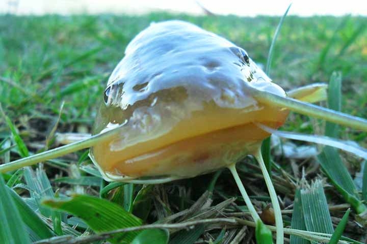 Uma das marcas mais evidentes do peixe bagre são os longos “bigodes”, os barbilhões, localizados ao redor da boca. Esses apêndices sensoriais funcionam como radares naturais, ajudando o animal a identificar alimentos, obstáculos e variações do ambiente, especialmente em águas turvas ou com pouca visibilidade. 
 Reprodução: Flipar