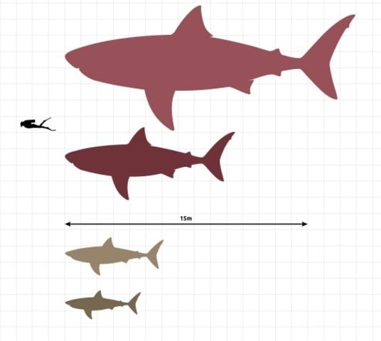 Caso essas medidas sejam reais, os megalodontes tinham dimensão até quatro vezes maior que a do tubarão-branco, o maior predador entre os tubarões. Reprodução: Flipar