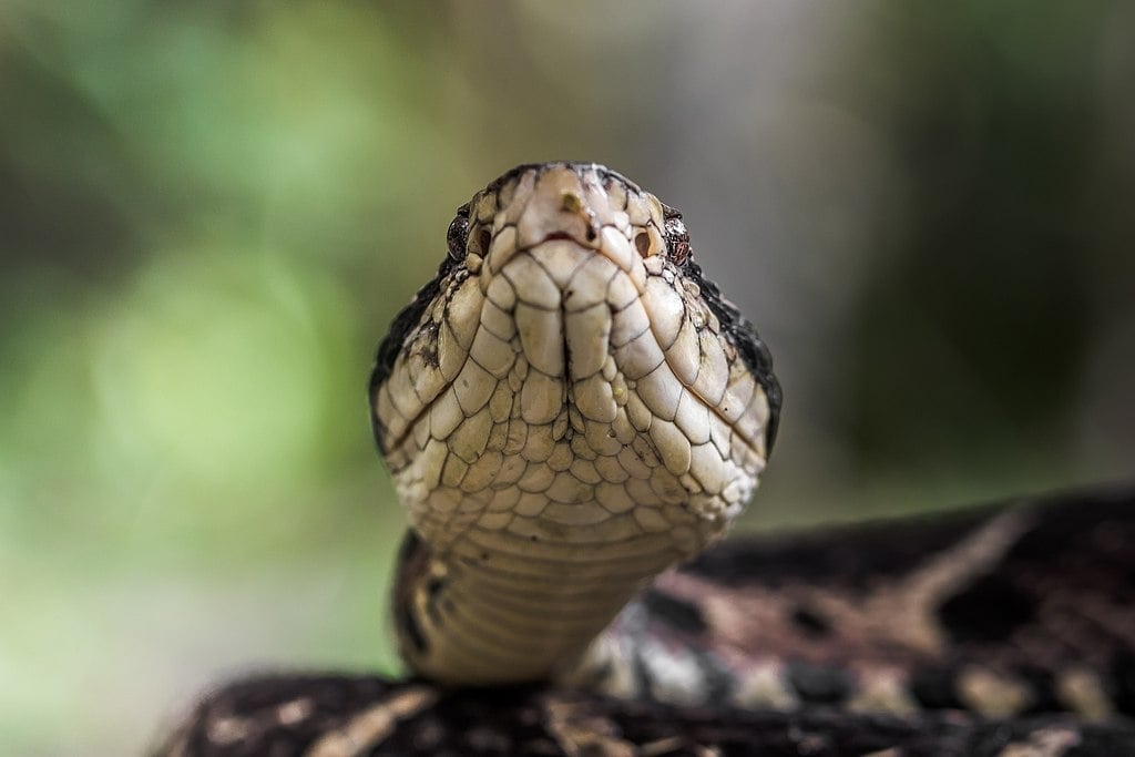 Existem cerca de 400 espécies de cobras no Brasil, sendo 63 peçonhentas. Veja as mais venenosas.  Reprodução: Flipar