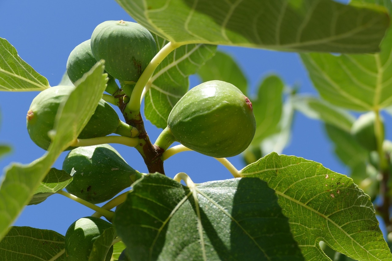 O figo é um pseudofruto da árvore chamada figueira (Ficus carica), pertencente à família Moraceae, que tem origem na região do Mediterrâneo. Reprodução: Flipar