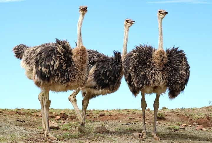 AVESTRUZ - O avestruz é a maior ave do mundo, podendo atingir até 2,7 metros de altura e pesar cerca de 150 kg. Possui pescoço e pernas longas, plumagem fofa e asas pequenas, sendo incapaz de voar.Tem visão e audição aguçadas, gosta de água e toma banho com frequência. 
 Reprodução: Flipar