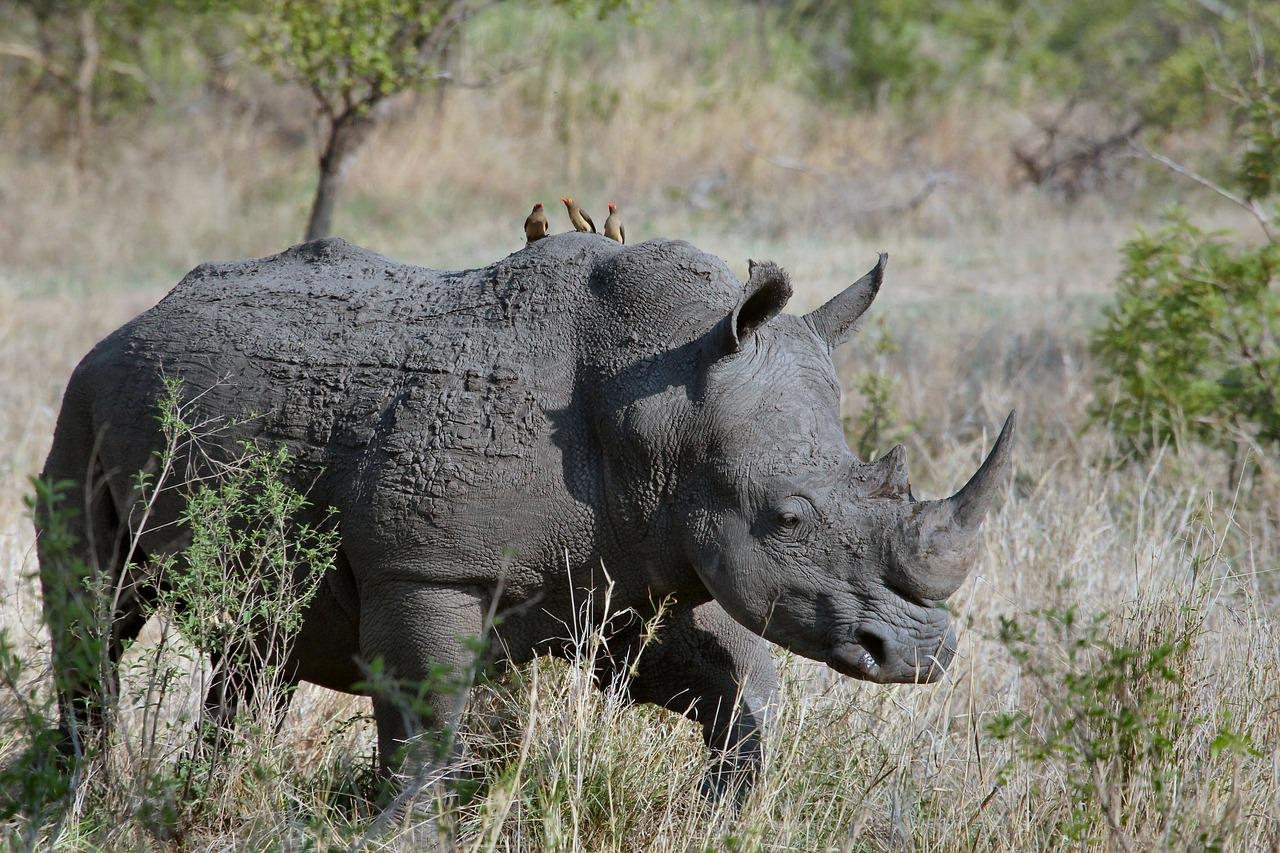 O chifre do rinoceronte é feito de queratina, mesma substância contida no cabelo e na unha dos seres humanos.  Reprodução: Flipar
