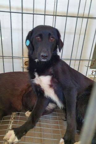 Cachorra que chorou por cinco dias após ser abandonado em canis procura desesperadamente por um lar. Foto: Oakwood Dog Rescue