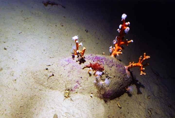 A Superintendência do Mar da Itália anunciou uma descoberta arqueológica subaquática importante. Trata-se de um navio mercantil que naufragou há mais de dois mil anos, que está com a carga intacta a cinco quilômetros da costa da Sicília, na província de Siracusa. Reprodução: Flipar