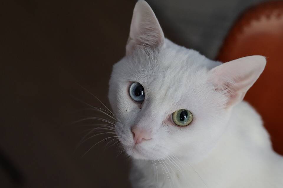 Em gatos brancos a heterocromia é muito mais comum. Foto: Pixabay