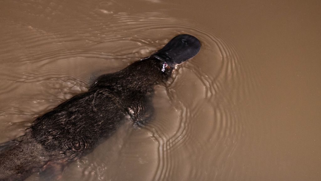 O ornitorrinco é um mamífero australiano da Ordem Monotremata, tendo como principal característica o fato de ser um mamífero que põe ovos. Ele é carnívoro e se alimenta de pequenos animais, como insetos e camarões. Reprodução: Flipar