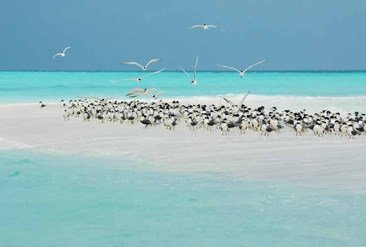 Localizado no coração do Triângulo de Coral, nas Filipinas, o Tubbataha Reefs Natural Park apresenta recifes de corais intactos e uma abundância de vida marinha.  Reprodução: Flipar