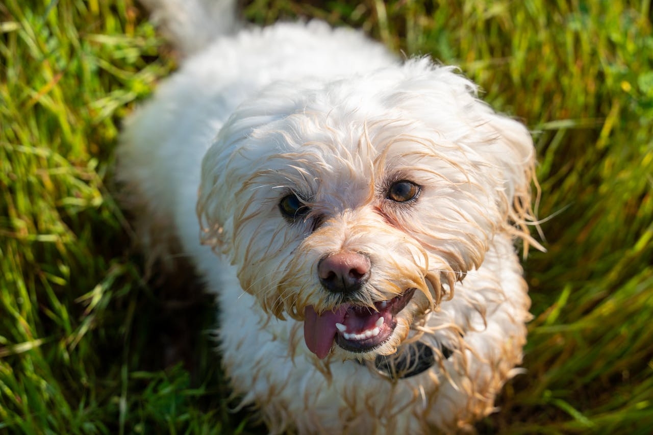 O Poodle é amplamente encontrado em lares ao redor do mundo, especialmente em países desenvolvidos. Nos Estados Unidos, por exemplo, ele é uma das raças mais populares devido à sua inteligência e aparência distinta. É comum ver Poodles participando de exposições e competições caninas. Reprodução: Flipar