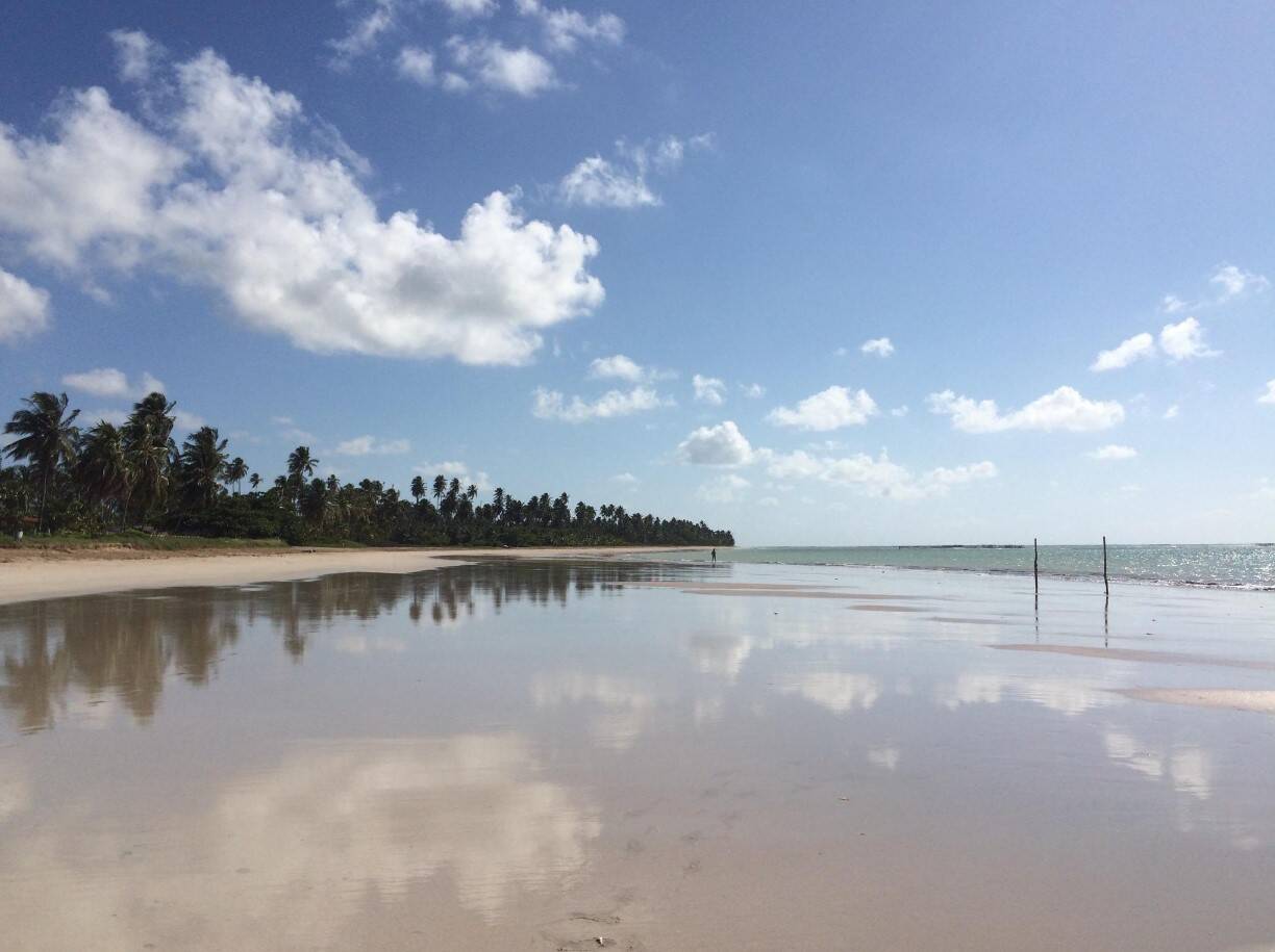 Os coqueiros e o lindo mar da praia do riacho torna ela uma das praias mais bonitas do município de São Miguel dos Milagres. Divulgação/Tripadvisor