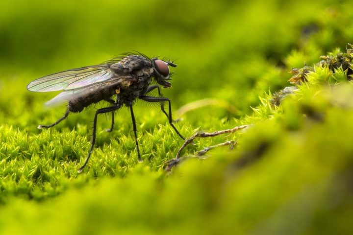 O ciclo de vida de uma mosca passa por quatro estágios: ovo, larva, pupa e adulto. As fêmeas depositam seus ovos em matéria orgânica em decomposição, como lixo, fezes e restos de alimentos.  Reprodução: Flipar