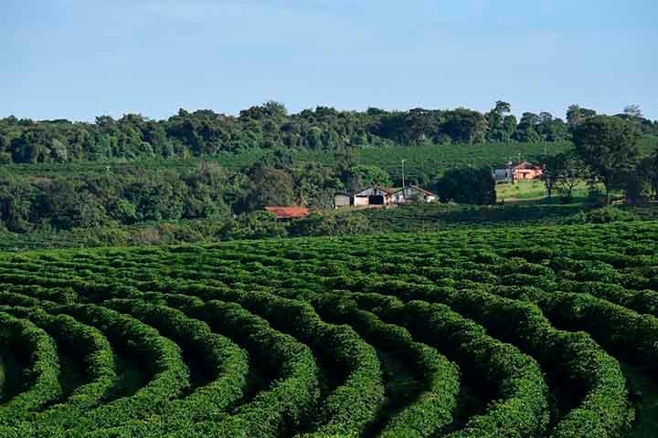 O maior estado produtor de café do Brasil é Minas Gerais, que é responsável por mais de 50% da produção nacional: foram 27,8 milhões de sacas na safra 2023. O país é uma verdadeira potência da produção do produto, com pouco mais de 62 milhões de sacos de 60 quilos produzidos na safra 2022/2023. Reprodução: Flipar