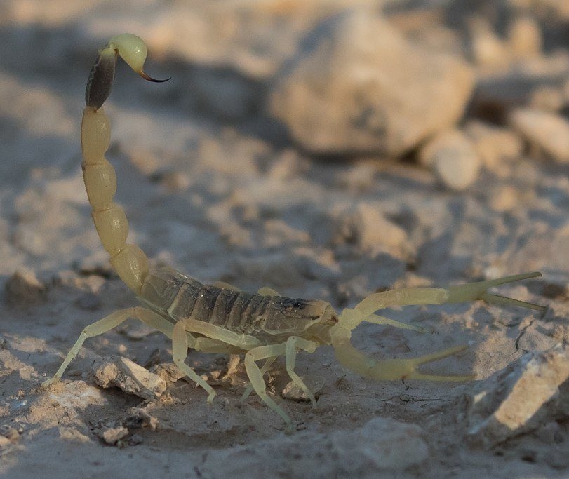 O escorpião amarelo da Palestina é encontrado principalmente no Oriente Médio e Norte da África, mas também pode ser encontrado em outras partes do mundo devido ao comércio de animais exóticos. Reprodução: Flipar