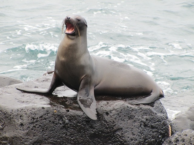 Leão-marinho das Galápagos 