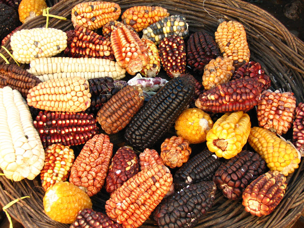 O milho é um ingrediente expressivo na culinária peruana. Por lá, é possível encontrar 55 variações do grão sendo cultivadas. Foto: Reprodução/Flickr