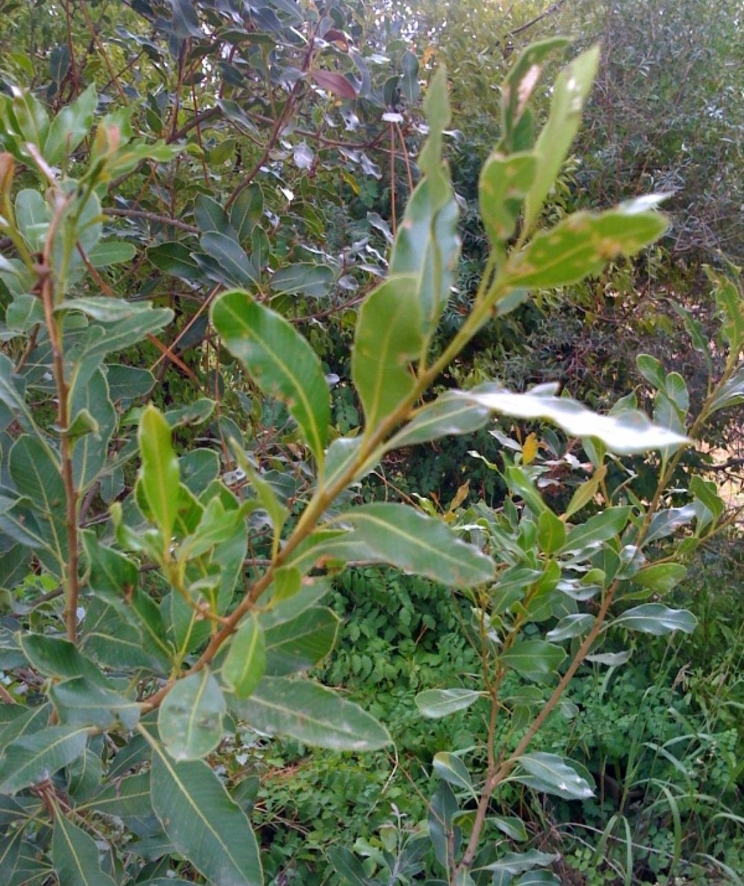 Aroeira-brava (Schinus terebinthifolia): Nativa da América do Sul, é encontrada em áreas tropicais. Seu contato pode causar dermatites e reações alérgicas severas.
 Reprodução: Flipar