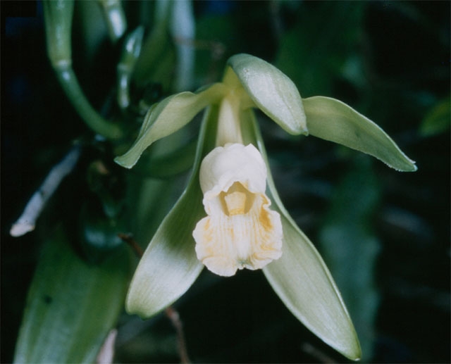 Baunilha – Suas vagens produzem um extrato aromático com efeito calmante para a pele. Usado em perfumes, cremes hidratantes e bálsamos labiais.
 Reprodução: Flipar