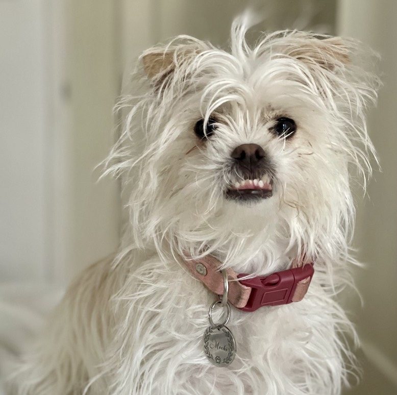 Mochi é uma adorável mistura de Chihuahua e Jack Russell Terrier de nove meses de idade que vive em Lafayette (CA). Esta é sua primeira vez na competição. Inicialmente adotado de forma temporária, Mochi rapidamente conquistou os corações de seus humanos, garantindo um lugar permanente em sua casa. Divulgação