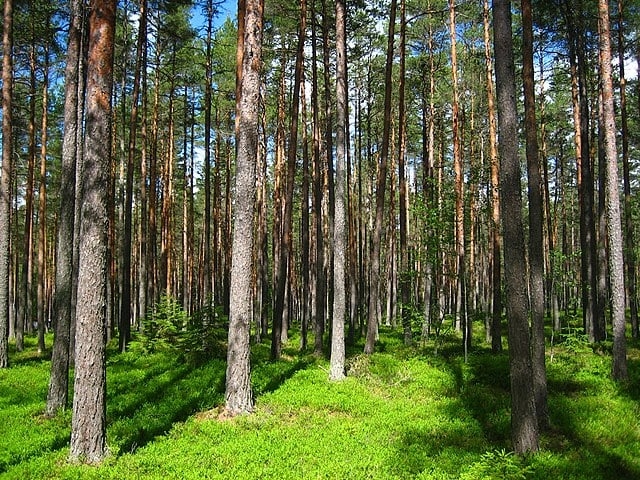 Conhecida como Floresta das Coníferas (árvores em formato de cone, como os pinheiros), começa na parte norte do Alasca, segue para o Canadá, chega ao sul da Groenlândia, e depois atinge a Noruega, Suécia, Finlândia, Sibéria e Japão. Reprodução: Flipar