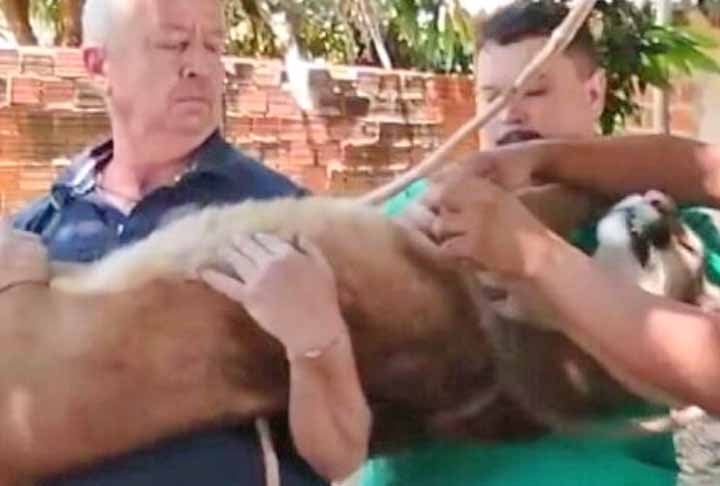 Bombeiros, veterinários e uma equipe do Insittuto Água e Terra fizeram o resgate. Os profissionais tiveram que dopar o animal. Reprodução: Flipar