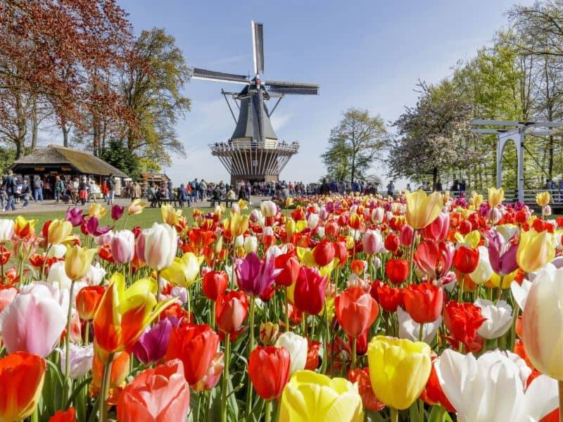 A principal espécie no parque são as tulipas e estima-se que 7 milhões de botões sejam cultivados anualmente. Foto: Holandesando