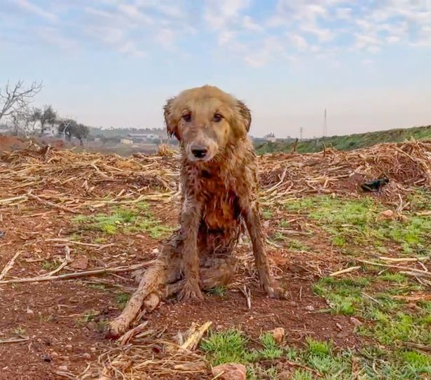 Bobby foi encontrado coberto de lama após ser atingido por terremoto na Síria. Foto: Reprodução/IFAW