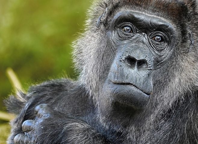 Fatou (gorila): Fatou, uma gorila-ocidental-das-terras-baixas, vive até hoje no Zoológico de Berlim, na Alemanha, desde maio de 1959. Ela foi descoberta na África Ocidental e levada para Marselha, França, em 1959, por um marinheiro. Reprodução: Flipar