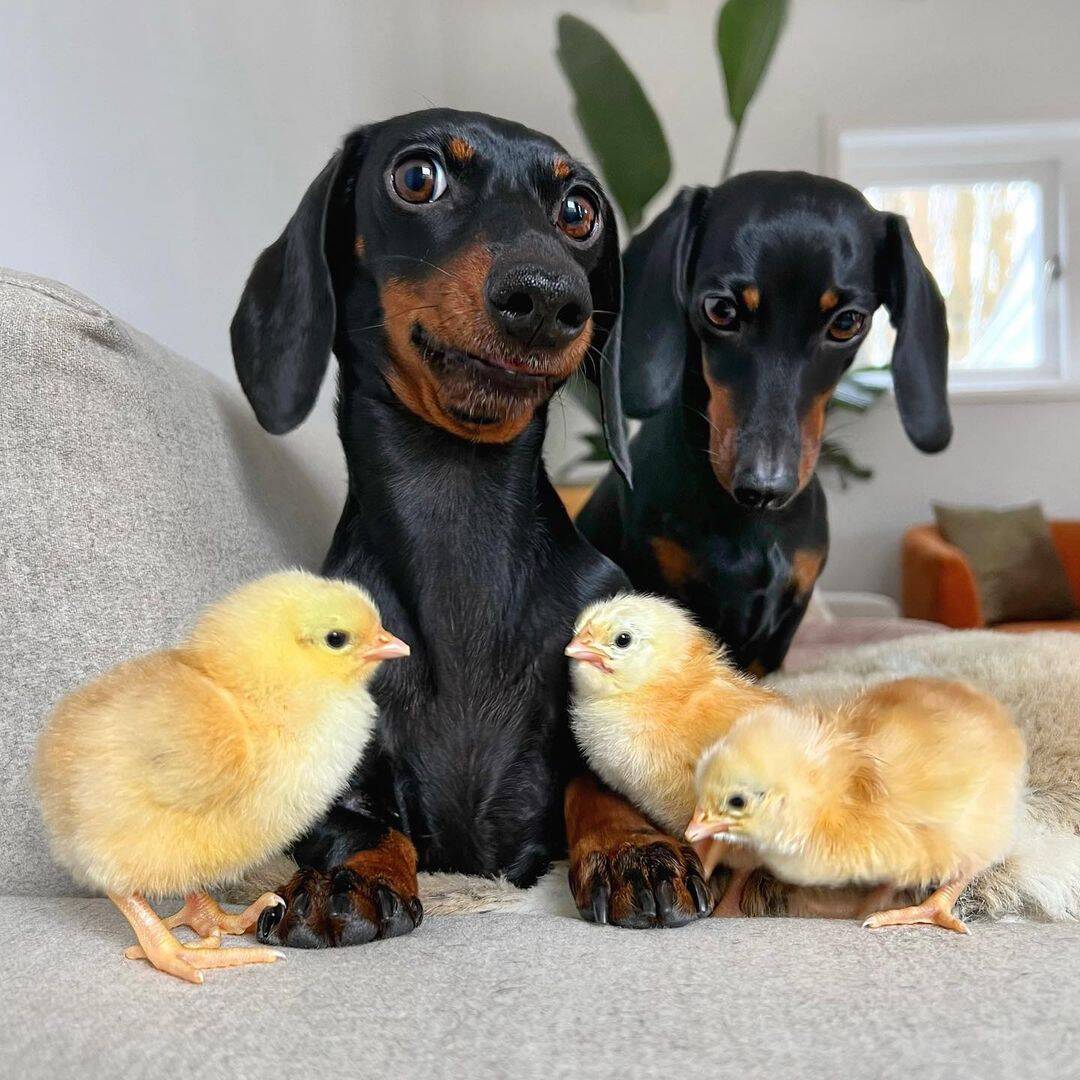 Loulou e Coco são dois cães que vivem com uma família de patos. Foto: Reprodução/Instagram