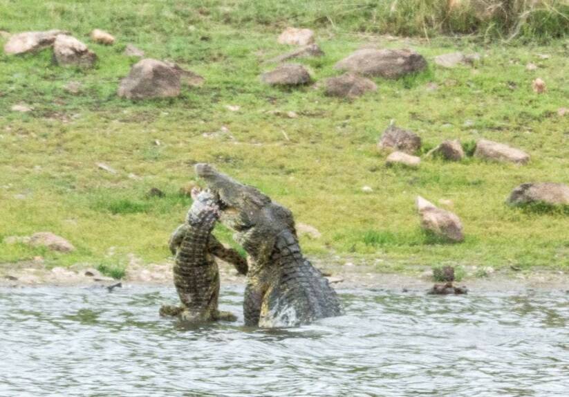 Crocodilo gigante pratica canibalismo em animal da mesma espécie na África do Sul; imagens são do dia 16 de dezembro Anthony Moore/YouTube/Reprodução