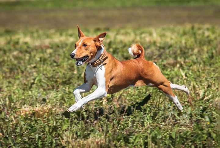 A principal característica do basenji é que ele não late, mas emite grunhidos peculiares que se assemelham ao uivo. Reprodução: Flipar