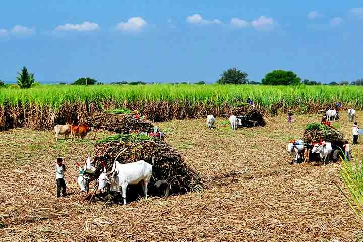 Um dos produtos mais importantes da economia brasileira, a cana-de-açúcar tem o poder sustentável como alternativa de combustível renovável. Ela também traz a formação do açúcar e do álcool, dois insumos utilizados em uma série de bens de consumo. Reprodução: Flipar