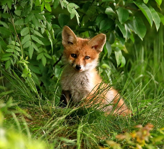 Come pequenos mamíferos, aves, insetos, frutas e vegetais, adaptando-se facilmente ao que está disponível no ambiente. Vive 3 ou 4 anos na natureza, chegando a 14 em cativeiro. Reprodução: Flipar