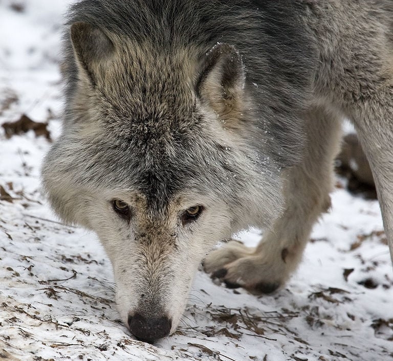 Os lobos desempenham um papel ecológico importante, ajudando a manter o equilíbrio nos ecossistemas onde vivem. Seu retorno a algumas áreas tem mostrado benefícios para a biodiversidade local. Reprodução: Flipar