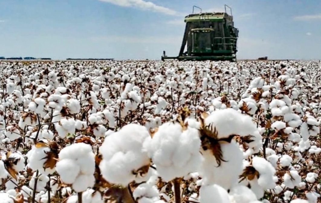 A produção de algodão do Brasil na safra 2024/25 está prevista para atingir o recorde de 16,7 milhões de fardos de 218 kg  (480 libras). Reprodução: Flipar