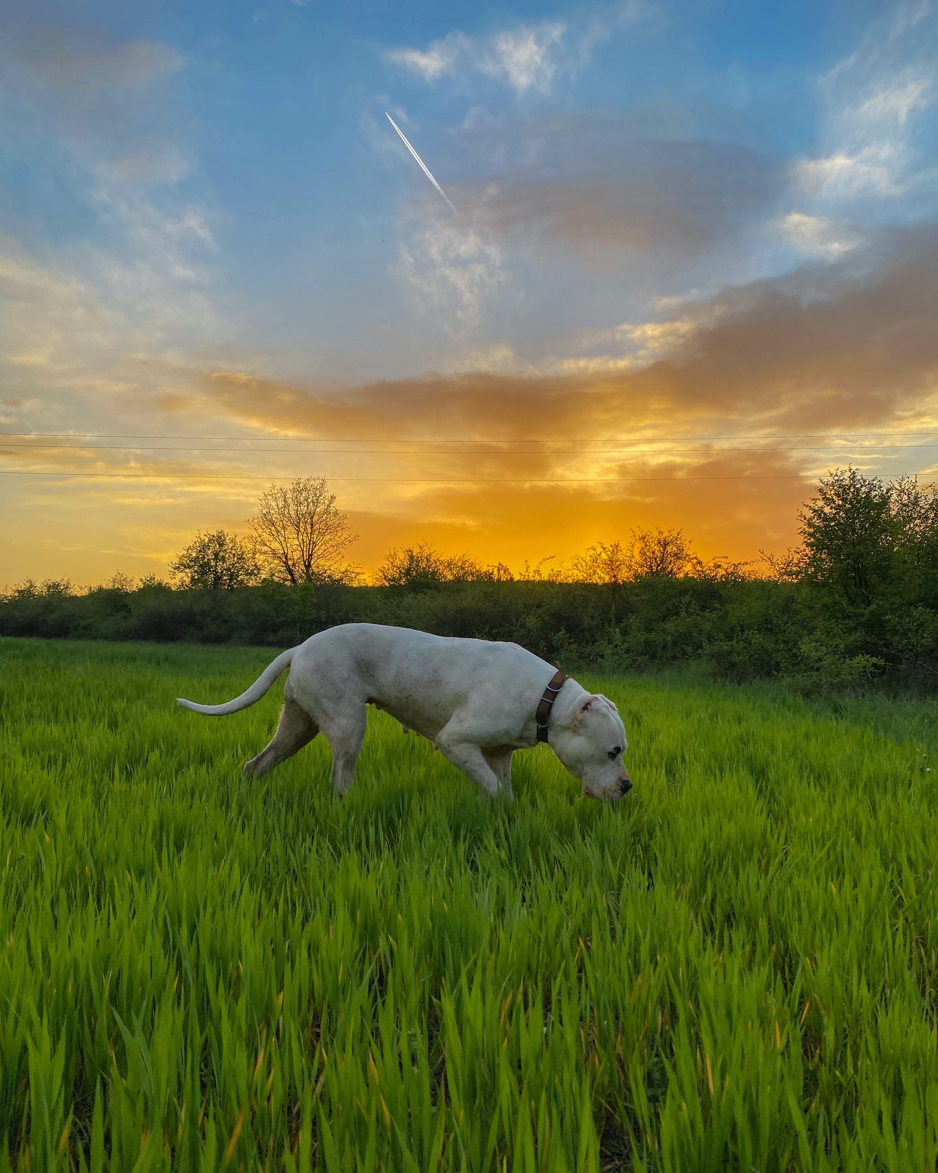 Dogo Argentino. Foto: Pexels