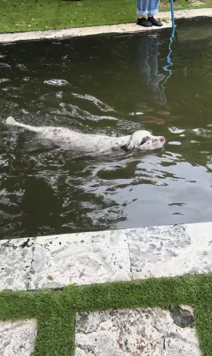 Charlie, cachorrinho de Anitta, nadando na piscina Reprodução: Instagram