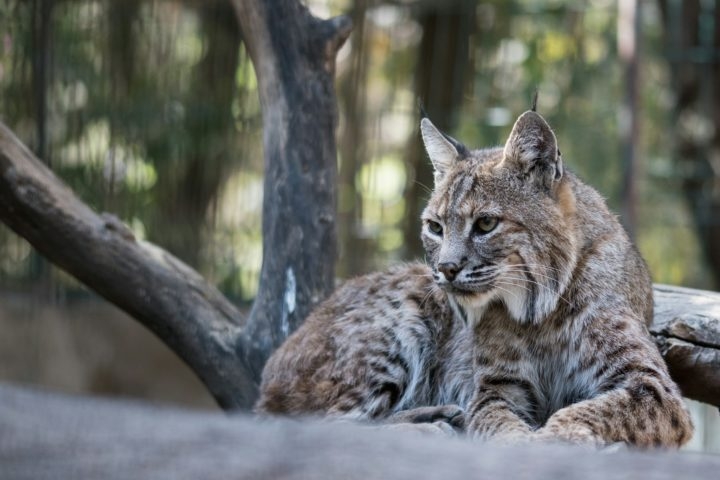 No entanto, eles podem ser afetados pela perda de habitat e pela redução das populações de lebres-americanas, sua principal fonte de alimento. Reprodução: Flipar