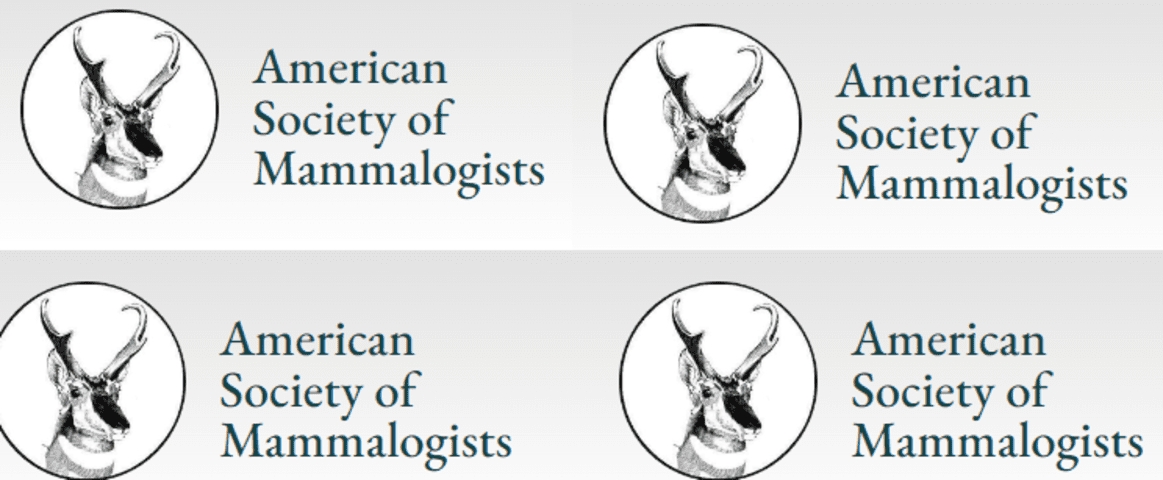 Pesquisadores peruanos descobriram uma nova espécie de cervo que habita o país. Eles publicaram as conclusões no Journal of Mammalogy, da American Society of Mammalogists. Eles pensavam que esse animal seria de uma espécie já catalogada, a padu mephistophiles. Mas encontraram diferenças e a classificaram como pudella carlae. Reprodução: Flipar