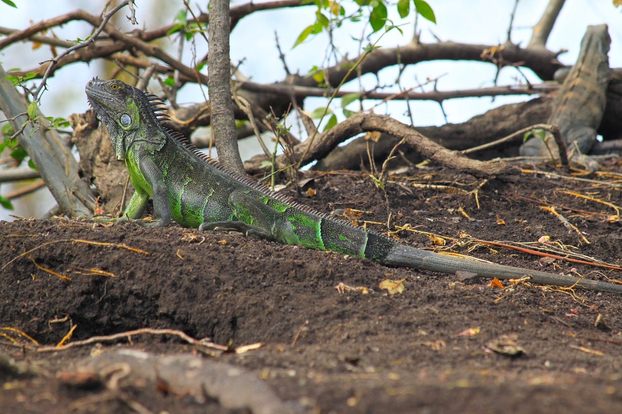 As iguanas até podem morder pessoas, se acharem que estão sob ameaça. Mas geralmente são animais pacíficos e preferem evitar confrontos. A mordida de uma iguana pode ser dolorosa, pois elas possuem dentes afiados. Além disso, elas usam a cauda para se defender, dando golpes rápidos. Reprodução: Flipar