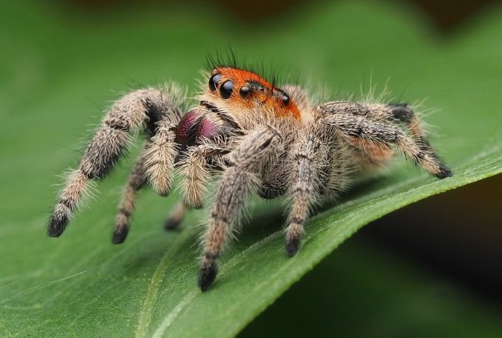 Aranha-saltadora-da-floresta (Phidippus regius): Essa é uma aranha pequena, mas muito colorida, que vive em várias florestas tropicais pelo mundo. Essa espécie consegue saltar distâncias de até 50 vezes o seu próprio comprimento! Reprodução: Flipar