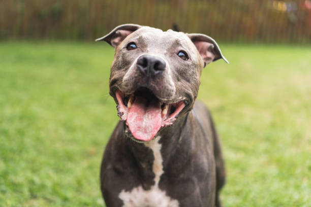 É fundamental cuidar bem do seu pitbull! Isso inclui fornecer alimentação adequada, água fresca, exercício diário, cuidados veterinários regulares, socialização adequada e treinamento positivo. Esses cães fortes e energéticos precisam de bastante atividade física e mental para serem saudáveis e felizes. Com os cuidados certos, os pitbulls podem ser companheiros leais e afetuosos.. Foto: Reprodução