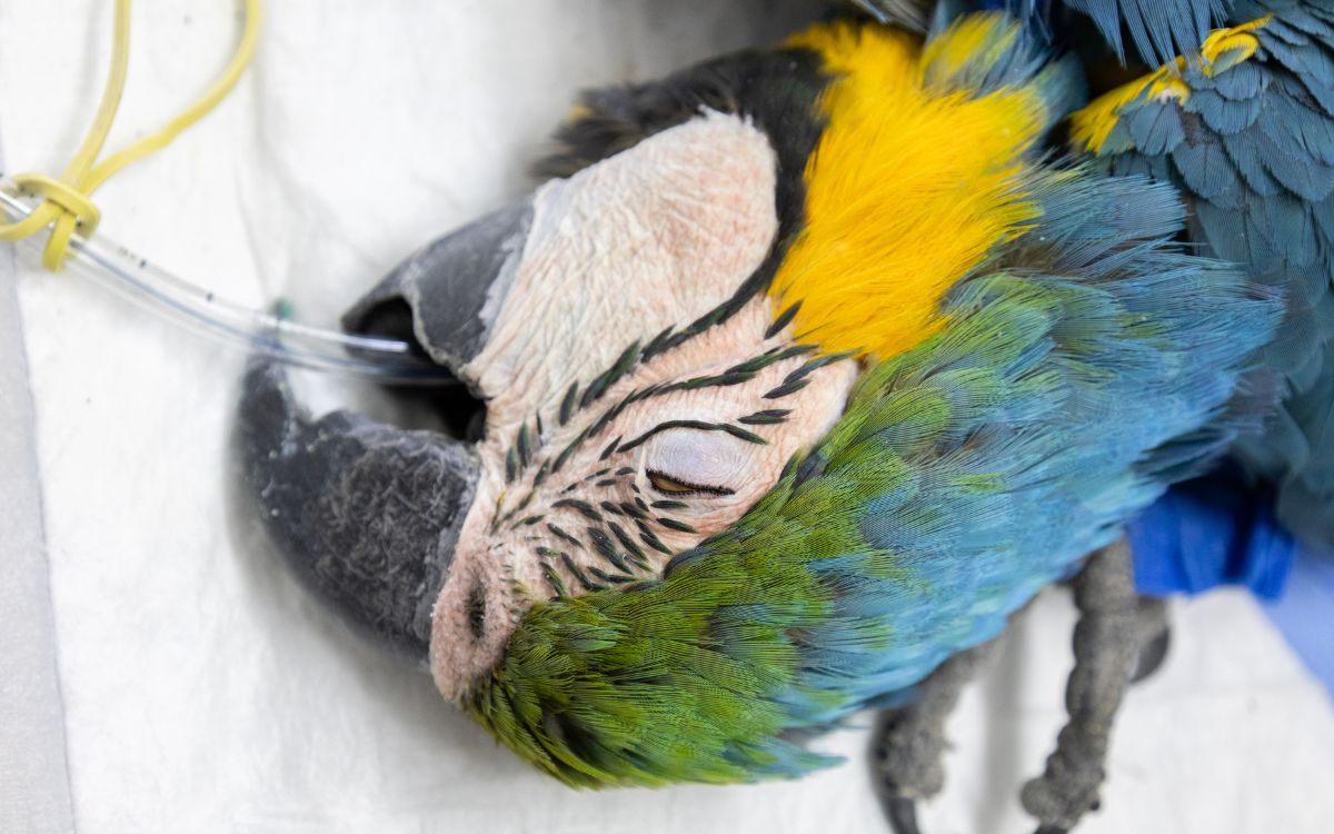 Araras-canindés voltam à Floresta da Tijuca após dois séculos de extinção. Foto: Divulgação/Flavia Zagury