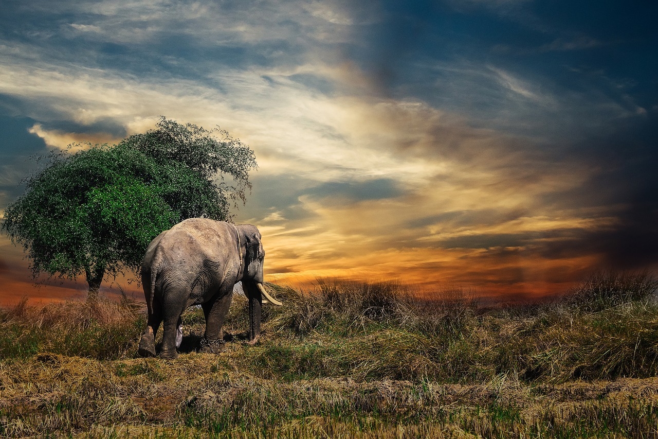 Ele se espalha pelas savanas da África Subsaariana e pelas florestas tropicais da África Central e Ocidental. Reprodução: Flipar