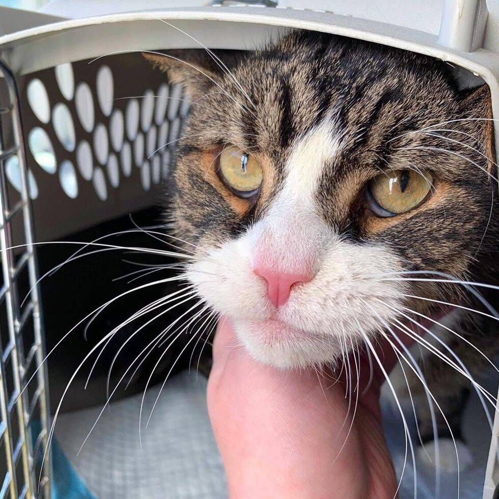 O gato na caixa de transporte para ir ao veterinário. Foto: Chatons Orphelins Montreal