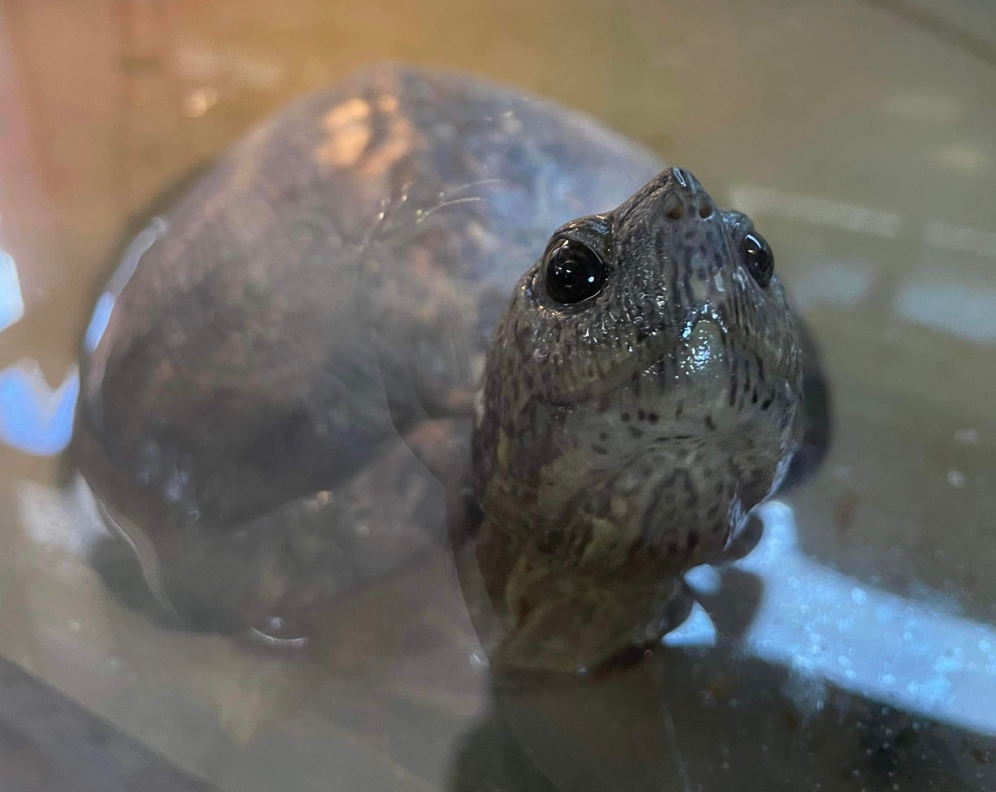 Vovó, a tartaruga, ama as pessoas e sempre sorri para elas. Foto: Carolina Waterfowl Rescue