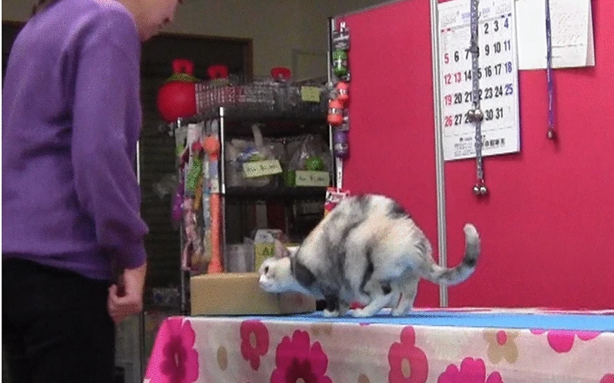 Nesta sequencia Fumi Higaki ensina a gata a encostar a cabeça na caixa. Foto: Reprodução/Youtube