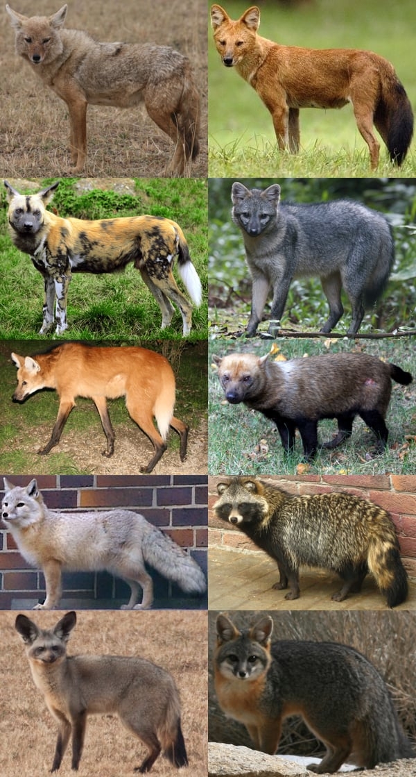 A descoberta, publicada no periódico científico Animals, foi descrita como rara pelo fato de haver considerável distância parental entre cachorros e graxains-do-campo na árvore evolutiva. Reprodução: Flipar